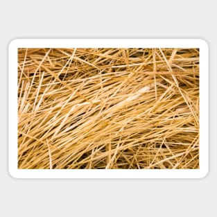 Dried yellow grass Sticker